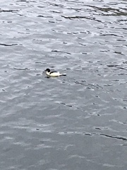 Mergus merganser