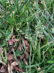 Poa annua