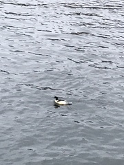 Mergus merganser