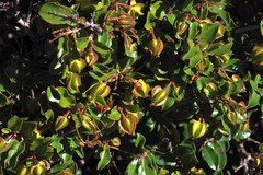 Diospyros scabrida