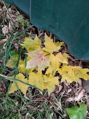 Acer platanoides