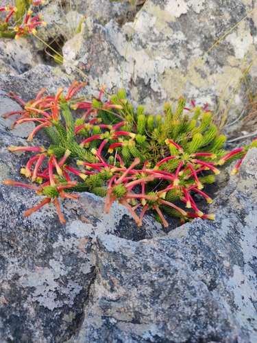 Image of Erica hibbertia by (c) Seth Musker, some rights reserved (CC BY)
