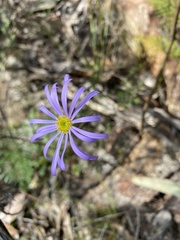 Brachyscome spathulata