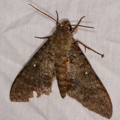 Manduca muscosa
