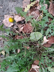 Taraxacum officinale