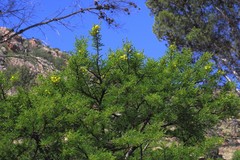 Vachellia karroo