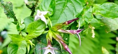 Cestrum miradorense