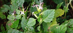 Cestrum miradorense