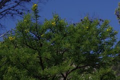 Vachellia karroo