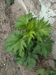 Artemisia vulgaris