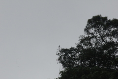 Hypsipetes amaurotis