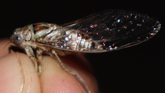 Telmapsalta hackeri