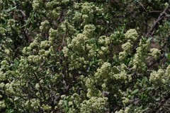 Gymnosporia buxifolia