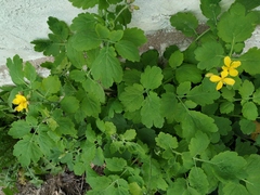 Chelidonium majus
