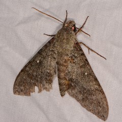 Manduca muscosa