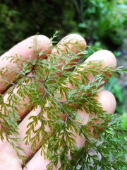 Hymenophyllum bivalve image