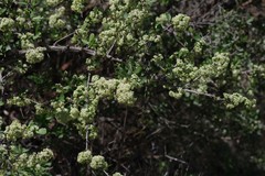 Gymnosporia buxifolia