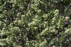 Gymnosporia buxifolia