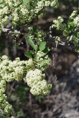 Gymnosporia buxifolia