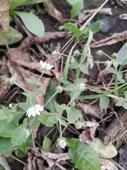 Stellaria aquatica
