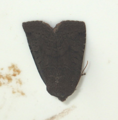 Conistra ligula