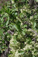 Gymnosporia buxifolia