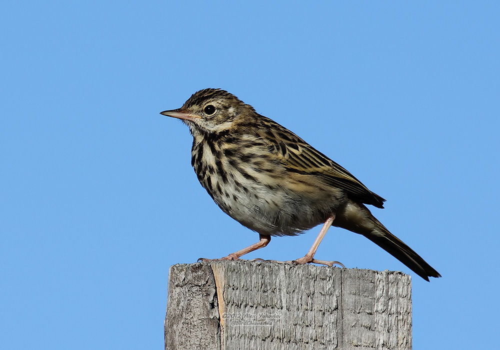 iNaturalist.org. А. Яковлев, Шемуршинский р-н Чувашия, июль 2012