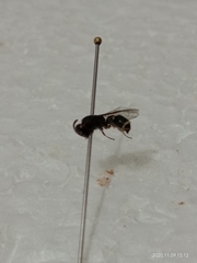 Subancistrocerus