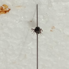 Subancistrocerus