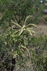 Gymnosporia buxifolia