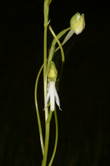 Habenaria longicorniculata