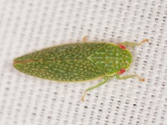 Rugosana