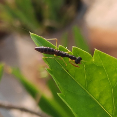 Odontomantis planiceps