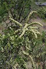 Gymnosporia buxifolia