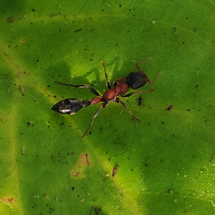 Tetraponera rufonigra