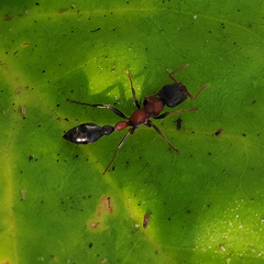 Tetraponera rufonigra