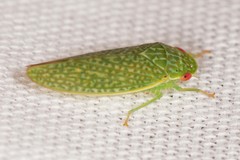 Rugosana