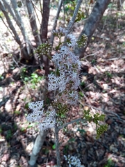 Ehretia meyersii image