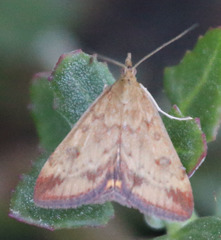 Pyrausta subsequalis