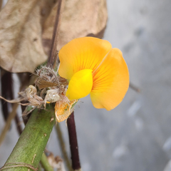 Arachis hypogaea