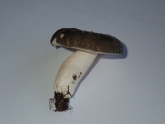 Russula parazurea