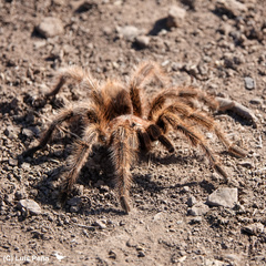 Grammostola rosea