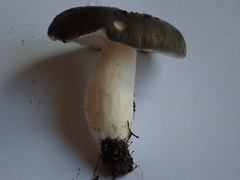 Russula parazurea