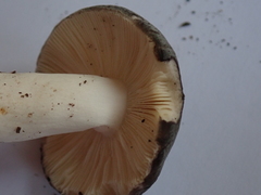 Russula parazurea