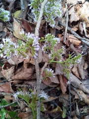 Ehretia meyersii image