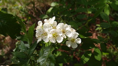 Crataegus