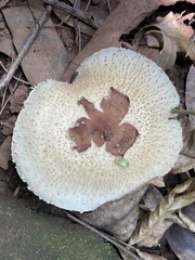 Clarkeinda trachodes