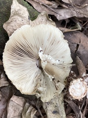 Clarkeinda trachodes