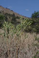Gomphocarpus fruticosus