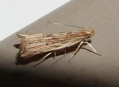 Helcystogramma hystricella